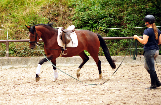 Karida von Oliver Twist u.d. Pr.u.StPrSt. Karena v. Freudenfest  - Foto: Beate Langels -  
Trakehner Gestt Hmelschenburg