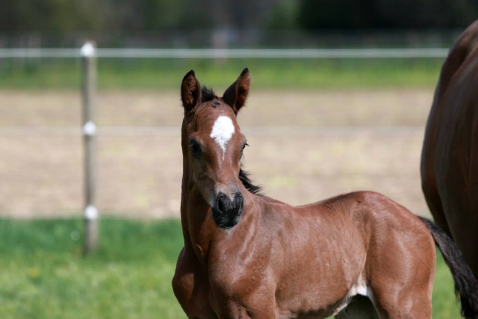 Trakehner Hengstfohlen von Saint Cyr - Friedensfrst, Foto: Luisa Klein
