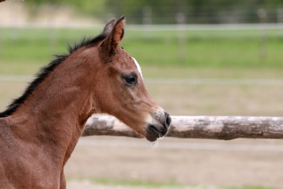 Trakehner Hengstfohlen von Saint Cyr - Friedensfrst, Foto: Luisa Klein