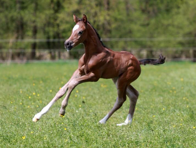 Trakehner Hengstfohlen von Saint Cyr - Friedensfrst, Foto: Luisa Klein