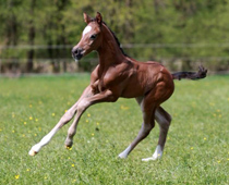 Trakehner Hengstfohlen von Saint Cyr u.d. x Friedensfrst - Foto: Luisa Klein