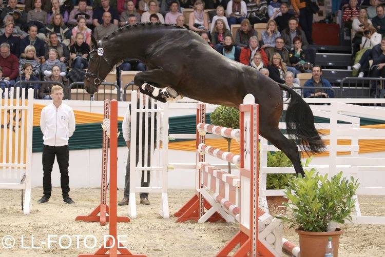 Trakehner Hengst von Saint Cyr u.d. Pr.St. Under the moon v. Easy Game - Herzkristall , Foto: Lars Lewandowski - Trakehner Gestt Hmelschenburg