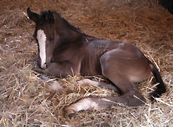 Hengstfohlen von Exclusiv