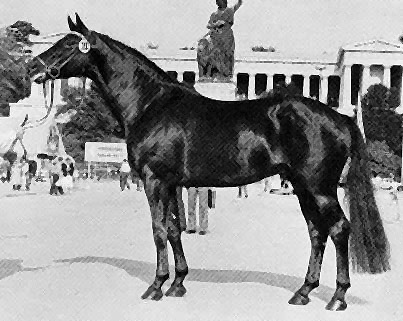 Matador von Donauwind - DLG Mnchen 1982, Foto: Archiv