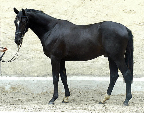 Trakehner von Kostolany - Saint Cloud