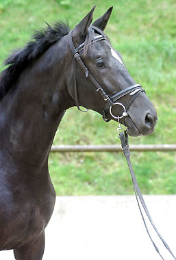 Trakehner Hengst von Kostolany u.d. Undine von Saint Cloud - im August 2008 in Hmelschenburg