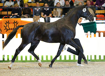 Hengst von Kostolany u.d. Moosblte v. Hohenstein, Foto: Jutta Bauernschmidt