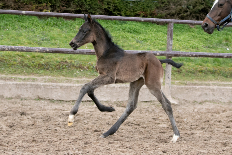 Oldenburger Stutfohlen von Jovian u.d. Schwalbendiva v. Totilas 
 - Trakehner Gestt Hmelschenburg - Beate Langels - Foto Meike Dsterwald