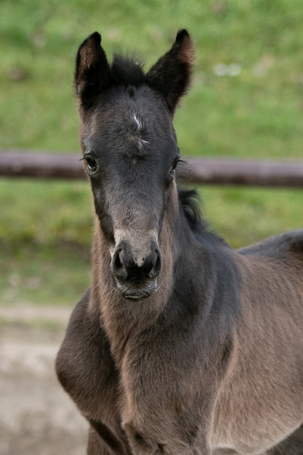 Oldenburger Stutfohlen von Jovian u.d. Schwalbendiva v. Totilas 
 - Trakehner Gestt Hmelschenburg - Beate Langels - Foto Meike Dsterwald