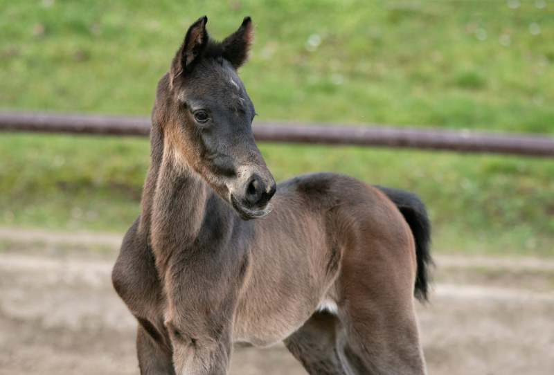 Oldenburger Stutfohlen von Jovian u.d. Schwalbendiva v. Totilas 
 - Trakehner Gestt Hmelschenburg - Beate Langels - Foto Meike Dsterwald