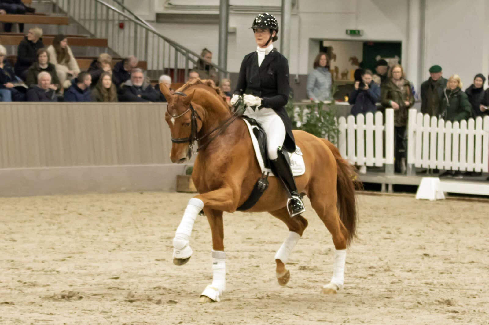 Zauberdeyk von Van Deyk und Lune Karolin Mller - Foto: Meike Dsterwald - Trakehner Gestt Hmelschenburg