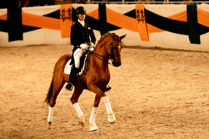 Zauberdeyk von Van Deyk - Galaabend 2021  - Foto: Meike Dsterwald - Trakehner Gestt Hmelschenburg