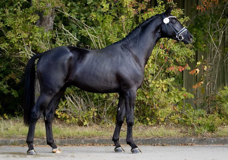 Trakehner Hengst Ezekiel v. Bourani x Kentucky x Summertime,  Foto: M. Dsterwald - Gestt Hmelschenburg