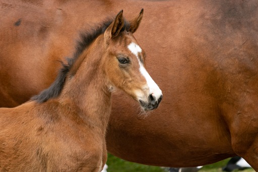 Trakehner Stutfohlen v. Glücksruf I x Saint Cyr - Foto: Meike Düsterwald - Trakehner Gestüt Hämelschenburg