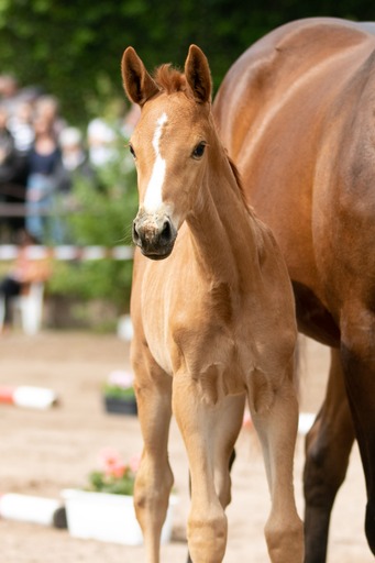 Kavalea - Stutfohlen von Zauberdeyk u.d. Pr.u.St.Pr.St. Kavalou - Foto: Meike Dsterwald - Trakehner Gestt Hmelschenburg