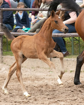 Trakehner Hengstfohlen von Glcksruf u.d. Pr.A. Schwalbe's Beauty v. High Motion x Imperio  - Foto: Meike Dsterwald - Trakehner Gestt Hmelschenburg