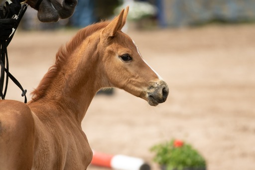 Kavalea - Stutfohlen von Zauberdeyk u.d. Pr.u.St.Pr.St. Kavalou - Foto: Meike Dsterwald - Trakehner Gestt Hmelschenburg