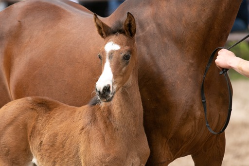 Giavedia - Trakehner Stutfohlen v. Glücksruf I x Saint Cyr - Foto: Meike Düsterwald - Trakehner Gestüt Hämelschenburg