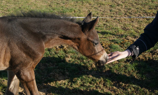 Hengstfohlen von Summertime, Foto: Merkle
