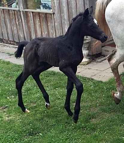 Trakehner Stutfohlen von Saint Cyr u.d. PrSt. Itanga v. Angard - Helianthus - Foto: Marko Leck