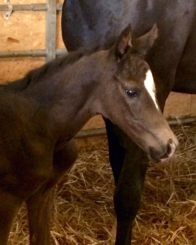 soeben geboren: Stutfohlen von Saint Cyr u.d. Ma Baronesse v. C'est Bon - Foto: Markus Walter - Gestt Hmelschenburg