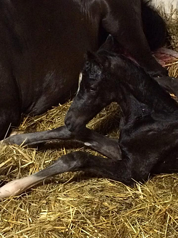 soeben geboren: Stutfohlen von Saint Cyr u.d. Ma Baronesse v. C'est Bon - Foto: Markus Walter - Gestt Hmelschenburg