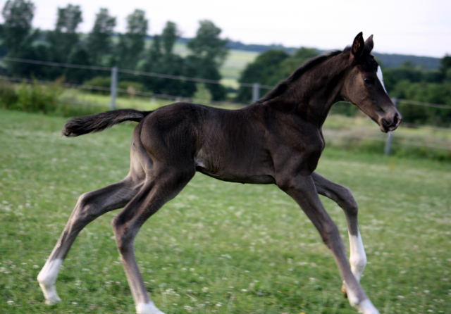 2 Tage alt: Stutfohlen von Saint Cyr u.d. Ma Baronesse v. C'est Bon - Foto: Markus Walter - Gestt Hmelschenburg