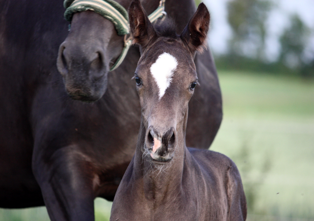 2 Tage alt: Stutfohlen von Saint Cyr u.d. Ma Baronesse v. C'est Bon - Foto: Markus Walter - Gestt Hmelschenburg