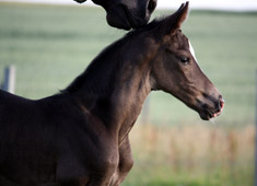 Trakehner Stutfohlen von Saint Cyr x C'est Bon - Foto: Markus Walter