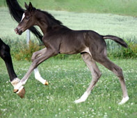 Trakehner Stutfohlen von Saint Cyr x C'es Bon