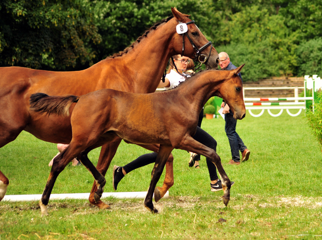 Hengstfohlen von High Motion x Hoftnzer - Foto: Beate Langels