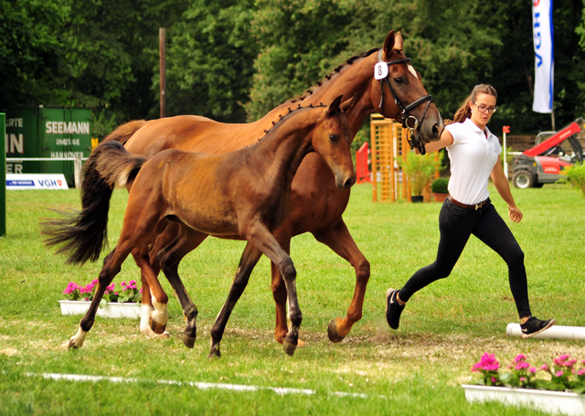 Hengstfohlen von High Motion x Hoftnzer - Foto: Beate Langels