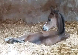 Hengstfohlen von Saint Cyr, Foto: Obersojer - 
Gestüt Hämelschenburg