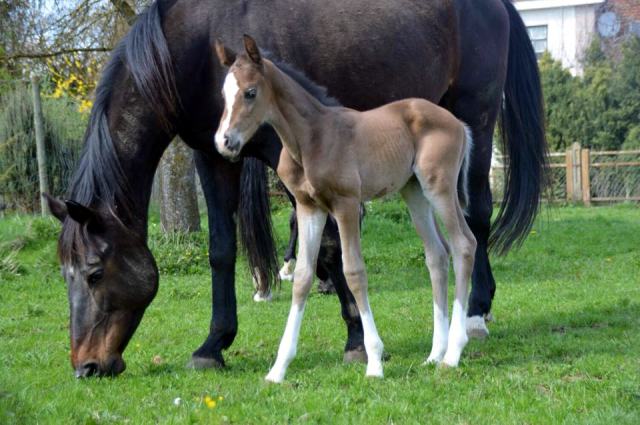 Hengstfohlen von Saint Cyr u.d. Danubin v. Gadsby - Foto: Barbara Obersojer
