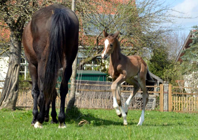 Hengstfohlen von Saint Cyr u.d. Danubin v. Gadsby - Foto: Barbara Obersojer