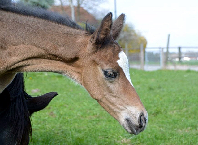 Hengstfohlen von Saint Cyr u.d. Danubin v. Gadsby - Foto: Barbara Obersojer