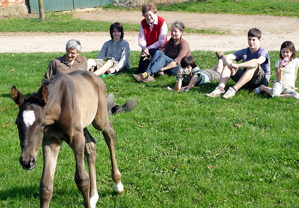 Hengstfohlen von Exclusiv - Tambour (Ostern 2009) - Foto: Otto Langels