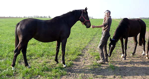 Vitalia - Trakehner Stutfohlen von Exclusiv u.d. Vicenza v. Showmaster