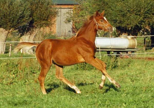 Trakehner Fohlen von Syriano - Uckermrker, Foto: Richard Langels, Trakehner Gestt Hmelschenburg