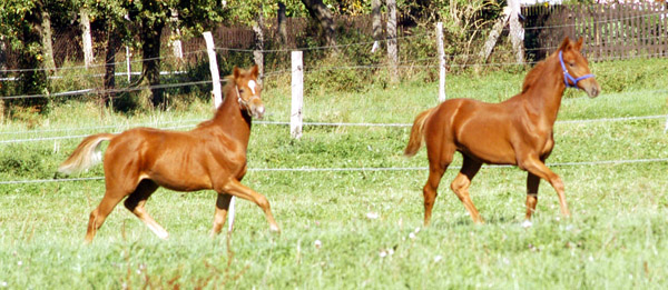 Trakehner Fohlen von Syriano - Uckermrker, Foto: Richard Langels, Trakehner Gestt Hmelschenburg