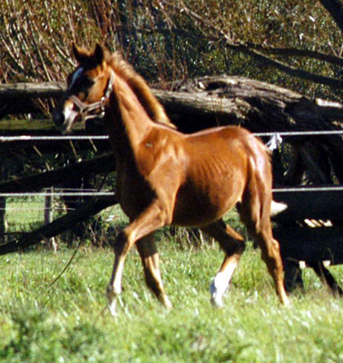 Trakehner Fohlen von Syriano - Uckermrker, Foto: Richard Langels, Trakehner Gestt Hmelschenburg