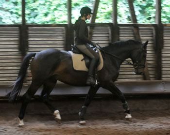 15. Juni 2011 - Foto: Beate Langels - Trakehner Gestt Hmelschenburg