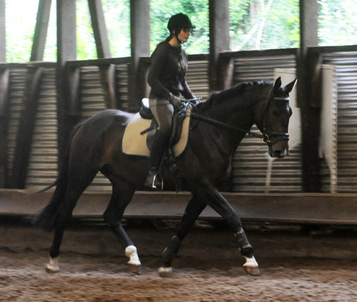 15. Juni 2011 - Foto: Beate Langels - Trakehner Gestt Hmelschenburg