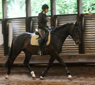 15. Juni 2011 - Foto: Beate Langels - Trakehner Gestt Hmelschenburg