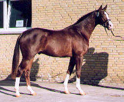 Ostpreue v. Freudenfest, gekrt 2003 - Foto: Grfin Dohna