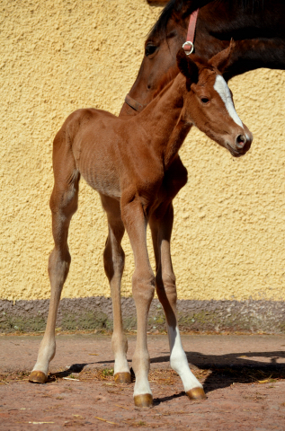 Stutfohlen von High Motion u.d. Pr.St. Karida v. Oliver Twist - Foto: Pia Elger - Trakehner Gestt Hmelschenburg