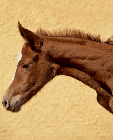 Stutfohlen von High Motion u.d. Pr.St. Karida v. Oliver Twist - Foto: Pia Elger - Trakehner Gestt Hmelschenburg