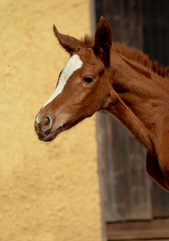 Stutfohlen von High Motion u.d. Pr.St. Karida v. Oliver Twist - Foto: Pia Elger - Trakehner Gestt Hmelschenburg