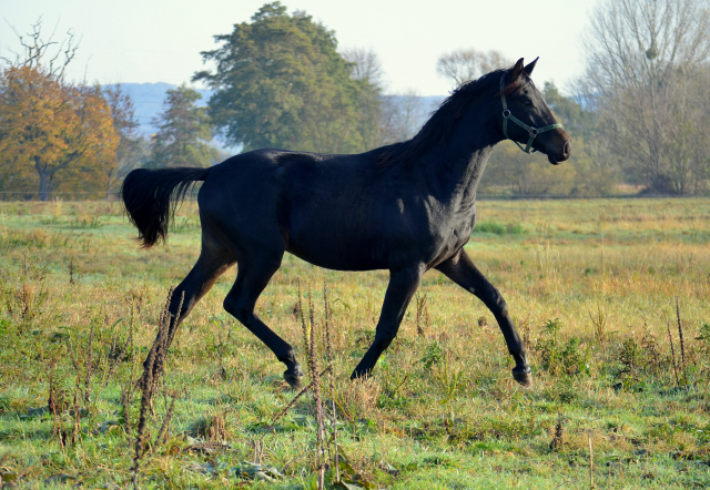 Jhrlingshengst von Saint Cyr u.d. Pr.St. Under the moon v. Easy Game - Foto: Pia Elger
 - Trakehner Gestt Hmelschenburg