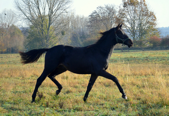 Jhrlingshengst von Saint Cyr u.d. Pr.St. Under the moon v. Easy Game - Foto: Pia Elger
 - Trakehner Gestt Hmelschenburg